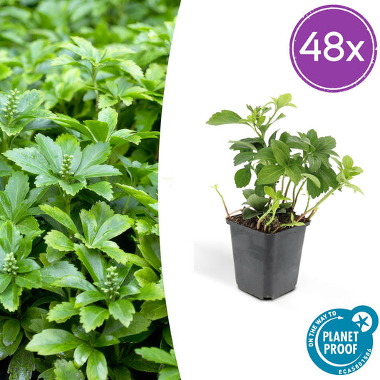 Pachysandra terminalis 'Green Carpet' – immergrüner Bodendecker – 48 Pflanzen – weiße Blüten – Ø9cm – ↕10–25cm – schattenverträglich – pflegeleicht – unkrautunterdrückend 