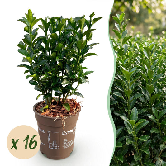 Pfaffenhütchen – Euonymus japonicus 'Green Spire' – 16 Heckenpflanzen – Topf Ø9cm – Höhe 20-25cm – Winterhart & immergrün