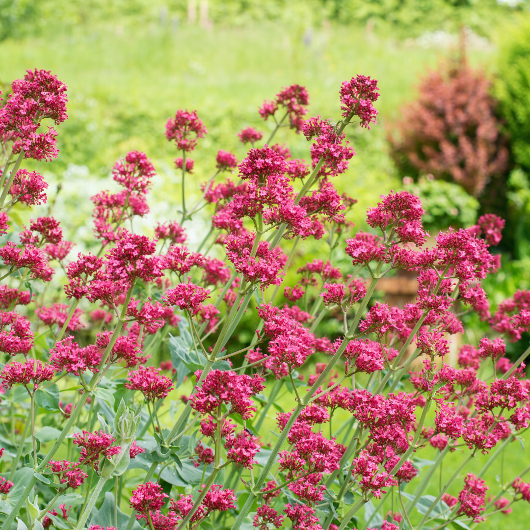 Centranthus ruber Coccineus – 6 Pflanzen – Rote Spornblume – 10-25cm – Ø9cm – Winterharte Staude für sonnige Standorte – Bienenfreundliche Gartenpflanze – Blühstauden im Topf