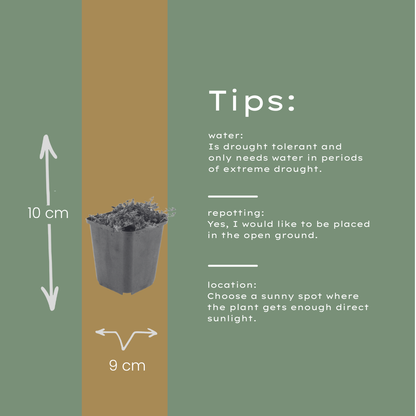 Thymian Thymus praecox Coccineus Bodendecker – 24 Pflanzen – Ø9cm – Höhe 10-25cm – Rosa Rot blühender Polsterthymian – Winterhart für Steingarten & Beet