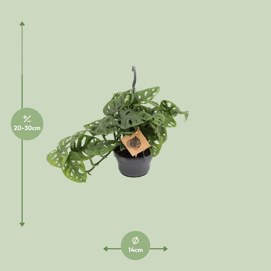 Fensterblatt Monstera Monkey Leaf – Zimmerpflanze – Ø14 cm – Höhe 30 cm – Luftreinigend – Pflegeleicht – Tropischer Indoor-Dschungel 