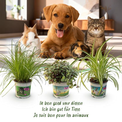 Green boutiQ - Zimmerpflanze - Cyperus - Calissia - Chlorophytum - Mix aus 3 - Haustierfreundliche Pflanzen - Grün - 3 Pflanzen - mit Potter Grau - Topf 12cm - Höhe 20cm 