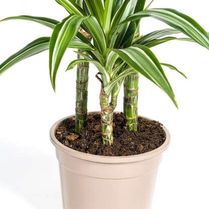 Dracaena Deremensis White Stripe mit Korb Ø21cm - ↕90 - 110cm 
