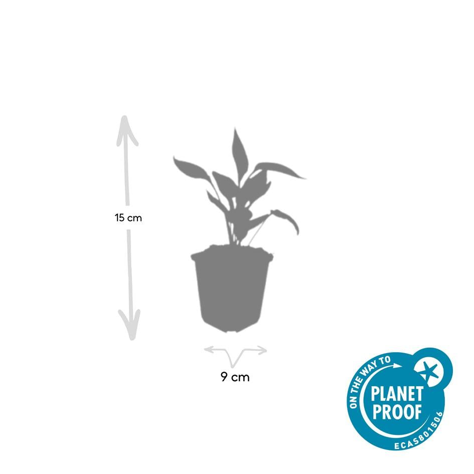 Scheinsonnenhut – Echinacea purpurea 'White Swan' – ↑10-25cm – Ø9cm – 60 Pflanzen – Weiße Blüten, pflegeleicht, bienenfreundlich, Sommerblüher