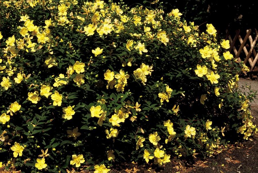 Hypericum 'Hidcote' – 48 Pflanzen – ↕10-25cm – Ø9cm – Johanniskraut – Immergrün, winterhart & bienenfreundlich 