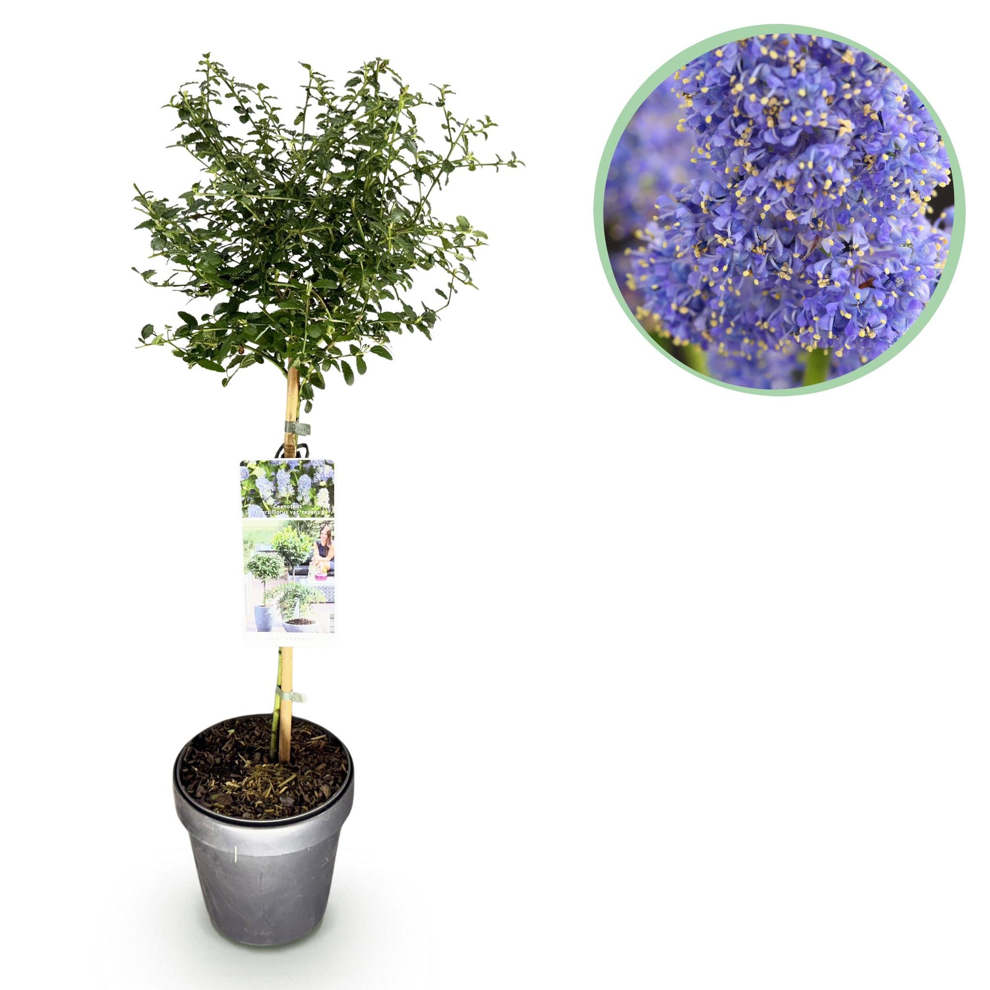 Kalifornischer Flieder Ceanothus thyrsiflorus Repens Ø19cm Höhe90cm – Immergrüner Zierstrauch mit blau-lila Blüten – Winterhart für Garten Balkon & Terrasse 