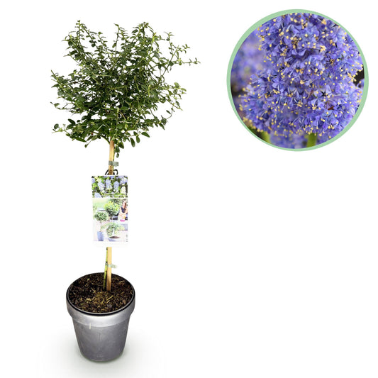 Kalifornischer Flieder Ceanothus thyrsiflorus Repens Ø19cm Höhe90cm – Immergrüner Zierstrauch mit blau-lila Blüten – Winterhart für Garten Balkon & Terrasse 