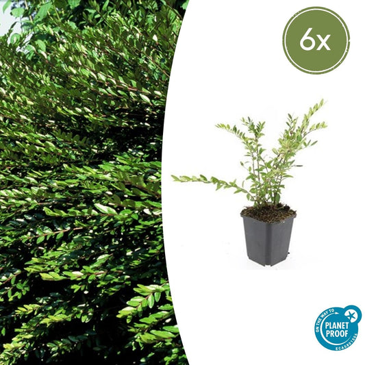 Immergrüne Kriech-Heckenkirsche Lonicera pileata – ↕10-25cm – Ø9cm – 6 Pflanzen – Bodendecker & niedrige Hecke – Pflegeleicht & Winterhart – Bienenfreundlich