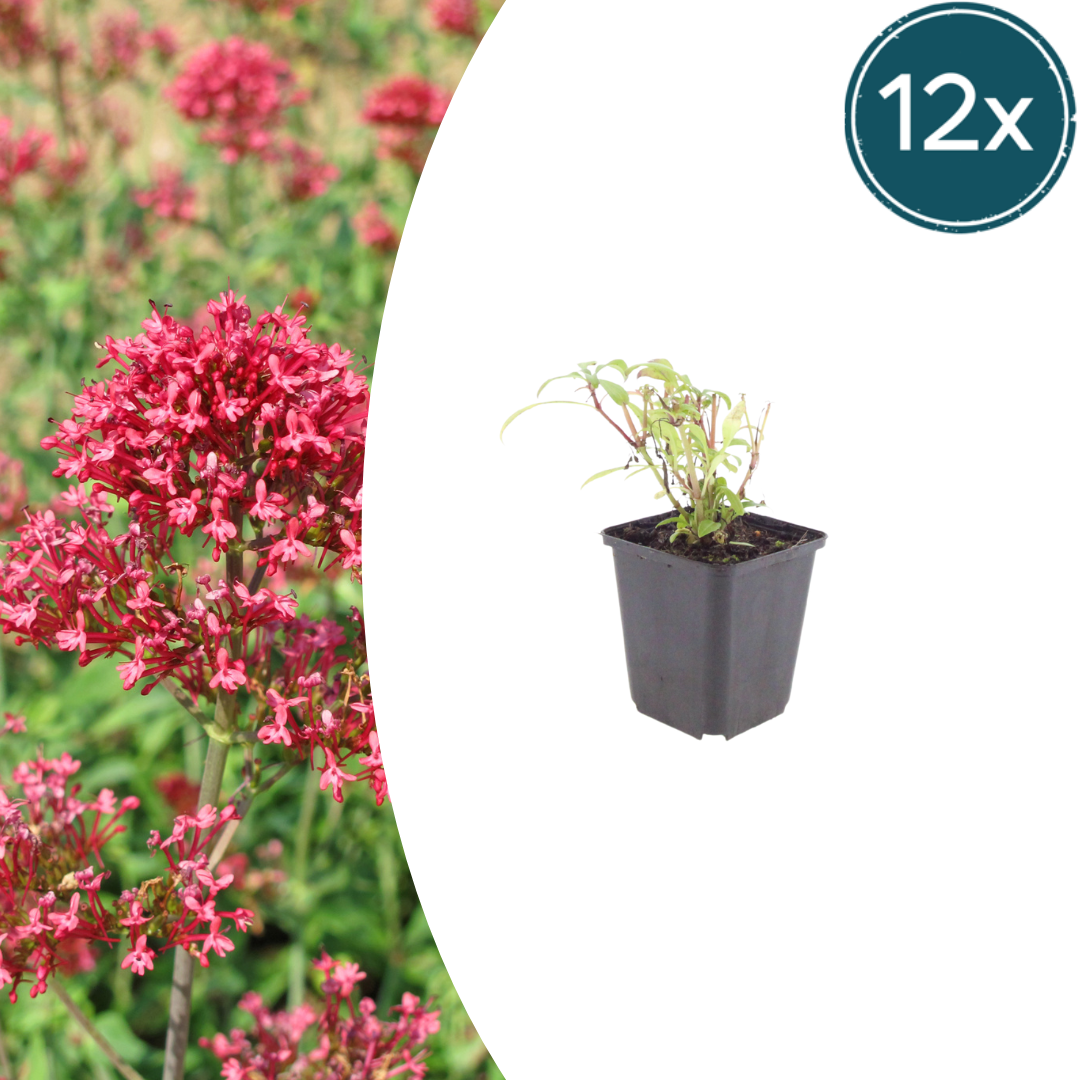 Rote Spornblume Centranthus ruber ‘Coccineus’ – 12 Pflanzen – Sommerblühende Staude – 10-25cm – Ø9cm – Bienenpflanze für sonnige Beete