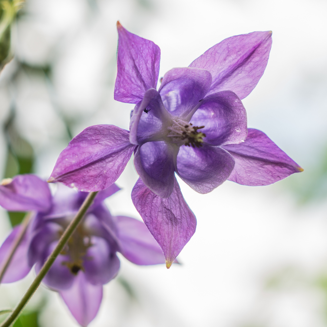 Akelei Aquilegia vulgaris – 60 Pflanzen – 10-25cm – Ø9cm – Winterharte Staude für Sonne & Halbschatten – Blühpflanze für Beet, Steingarten & Naturgarten