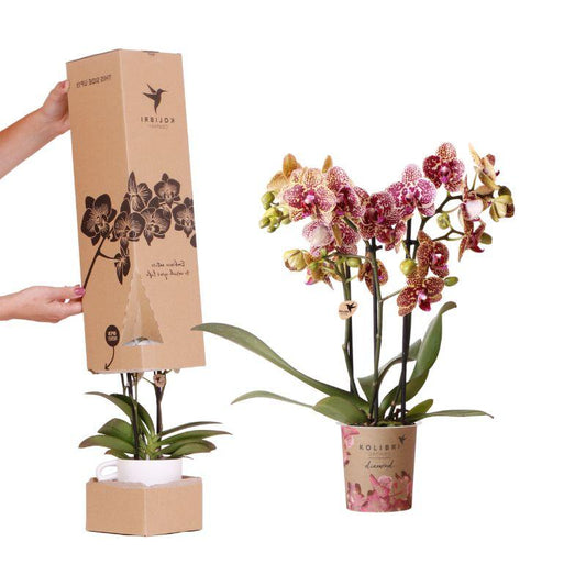 Kolibri Orchids – Surprise Diamond – Überraschungsbox mit 1x Kolibri Diamond Orchidee Ø9cm – Frisch vom Züchter 