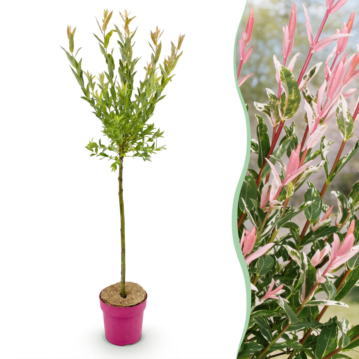Flamingo-Weide – Salix 'Flamingo' – Topf Ø19cm – Höhe 90-100cm