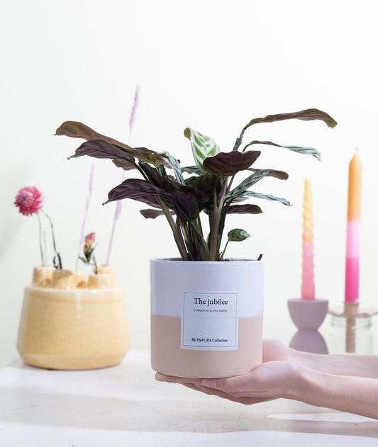 Ctenanthe Burle Marxii Gift "The Jubilee" WITH GREETING CARD! - Ø12cm - ↕25cm 