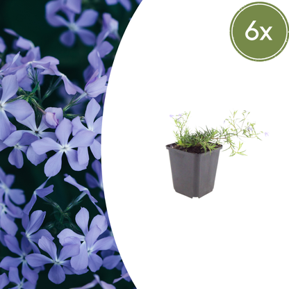 Phlox subulata Emerald Cushion Blue – 6 Pflanzen Ø9cm – Höhe10-25cm – Immergrüner Bodendecker mit blauer Frühjahrsblüte – Für Steingarten & Beetrand – Winterhart pflegeleicht