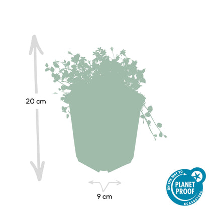 Blauer Bubikopf - Isotoma fluviatilis - ↕10-25cm - Ø9cm - 60 Stück