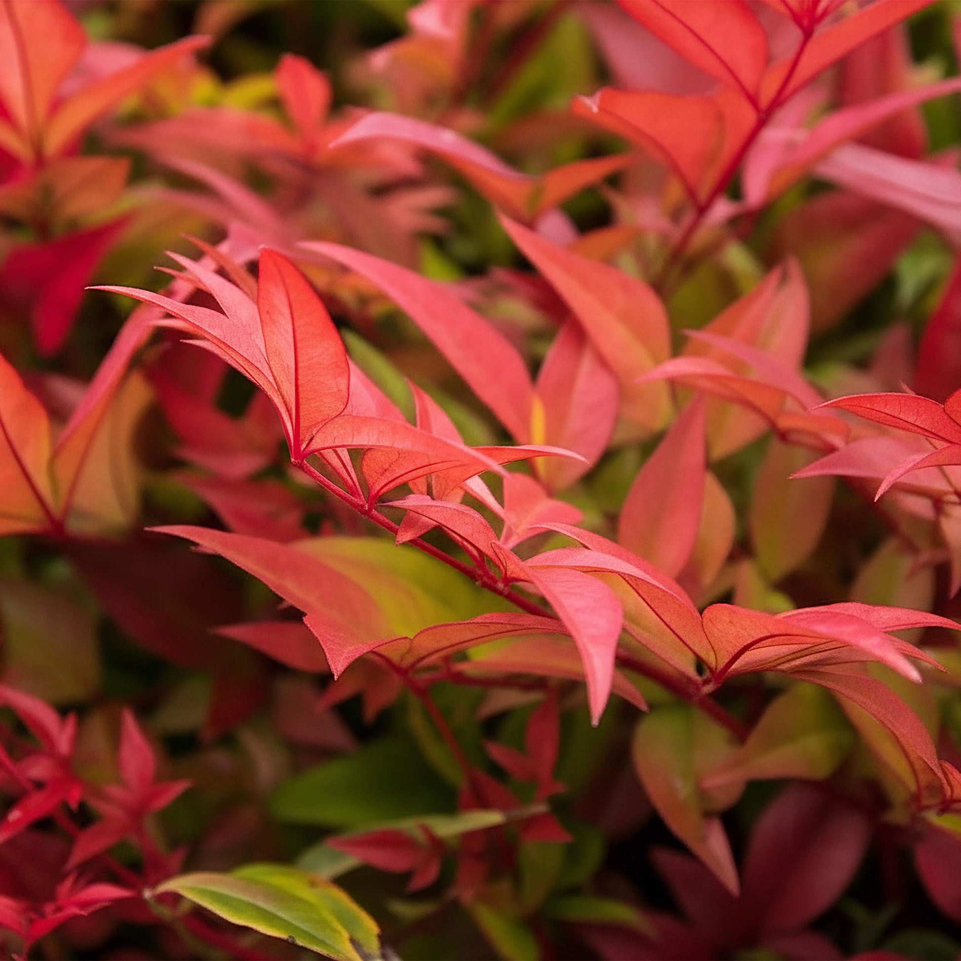 GreenboutiQ - Gartenpflanze - Nandina Gulfstream - Orange - 2 Pflanzen - Immergrün - Pflegeleicht - Topf 17cm Höhe 45cm 