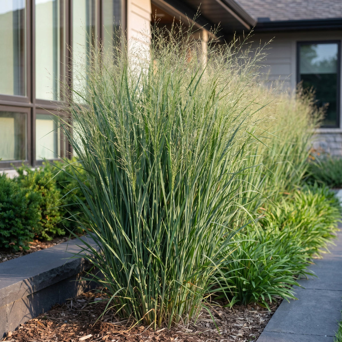 Rutenhirse 'Northwind' – Panicum virgatum 'Northwind' – Topf Ø11cm – Bienenfreundliche Staude für Garten & Balkon