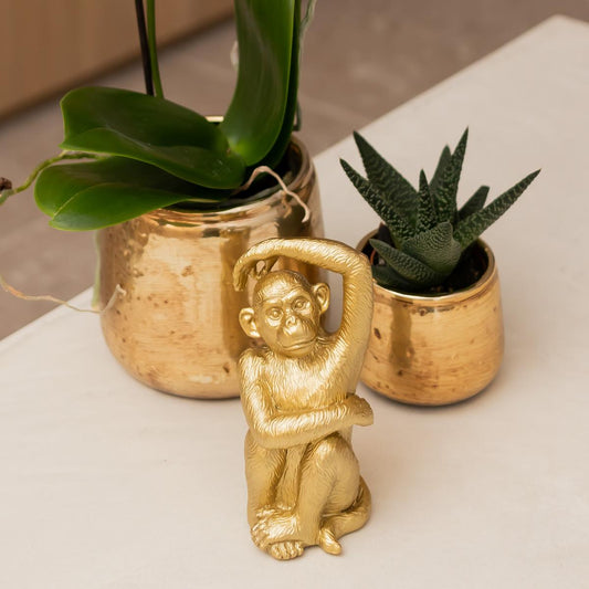 Weiße Phalaenopsis Orchidee Amabilis – Luxuriöser Ziertopf Gold Ø9cm – 40 cm hohe blühende Zimmerpflanze – Frisch vom Züchter