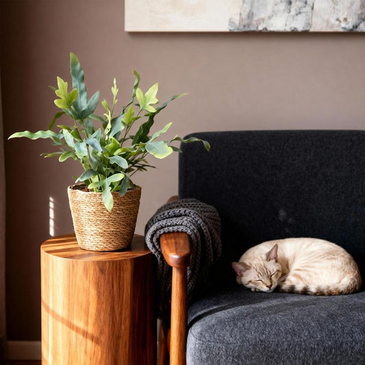 Green boutiQ - Zimmerpflanze - Phlebodium aureum Blue Star - Blaue Farn - Haustierfreundliche Pflanze - Blau - 1 Pflanze - mit Korb - Topf 12cm - Höhe 25cm 