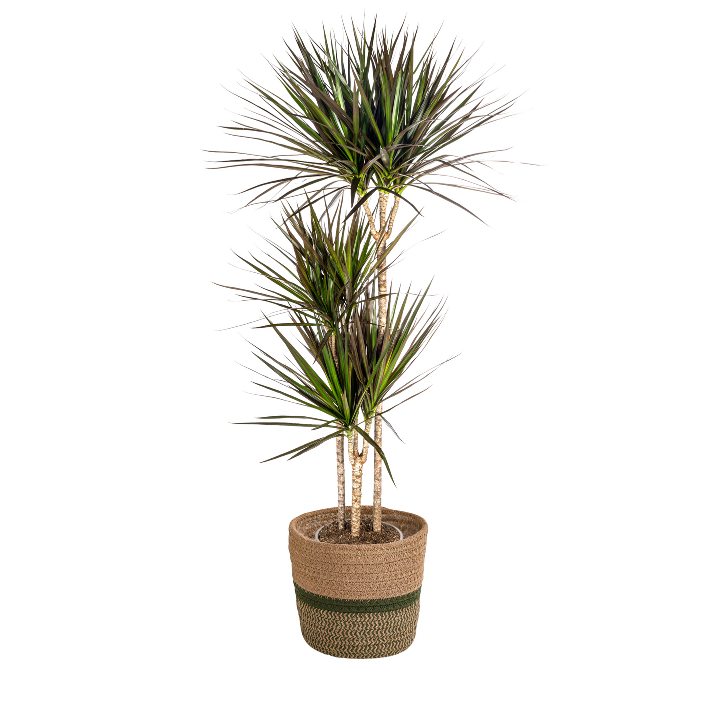 Dracaena Marginata Magenta mit Korb Ø24cm - ↕130 - 150cm 