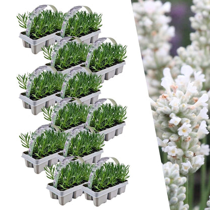Echter Lavendel - Lavendel angustifolia White - Ø7 cm - ↕15 cm - 72 Stück