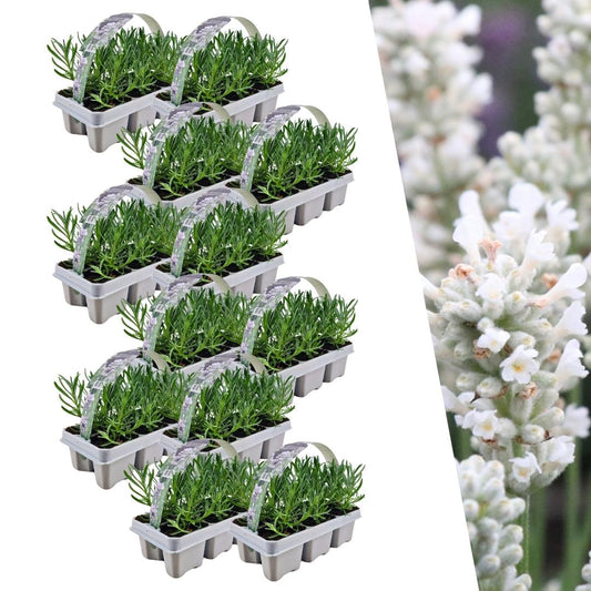 Echter Lavendel angustifolia White – 72 Pflanzen – Ø7cm - ca. 15cm hoch – Mehrjähriger, weiß blühender Lavendel – Duftend, winterhart & pflegeleicht 