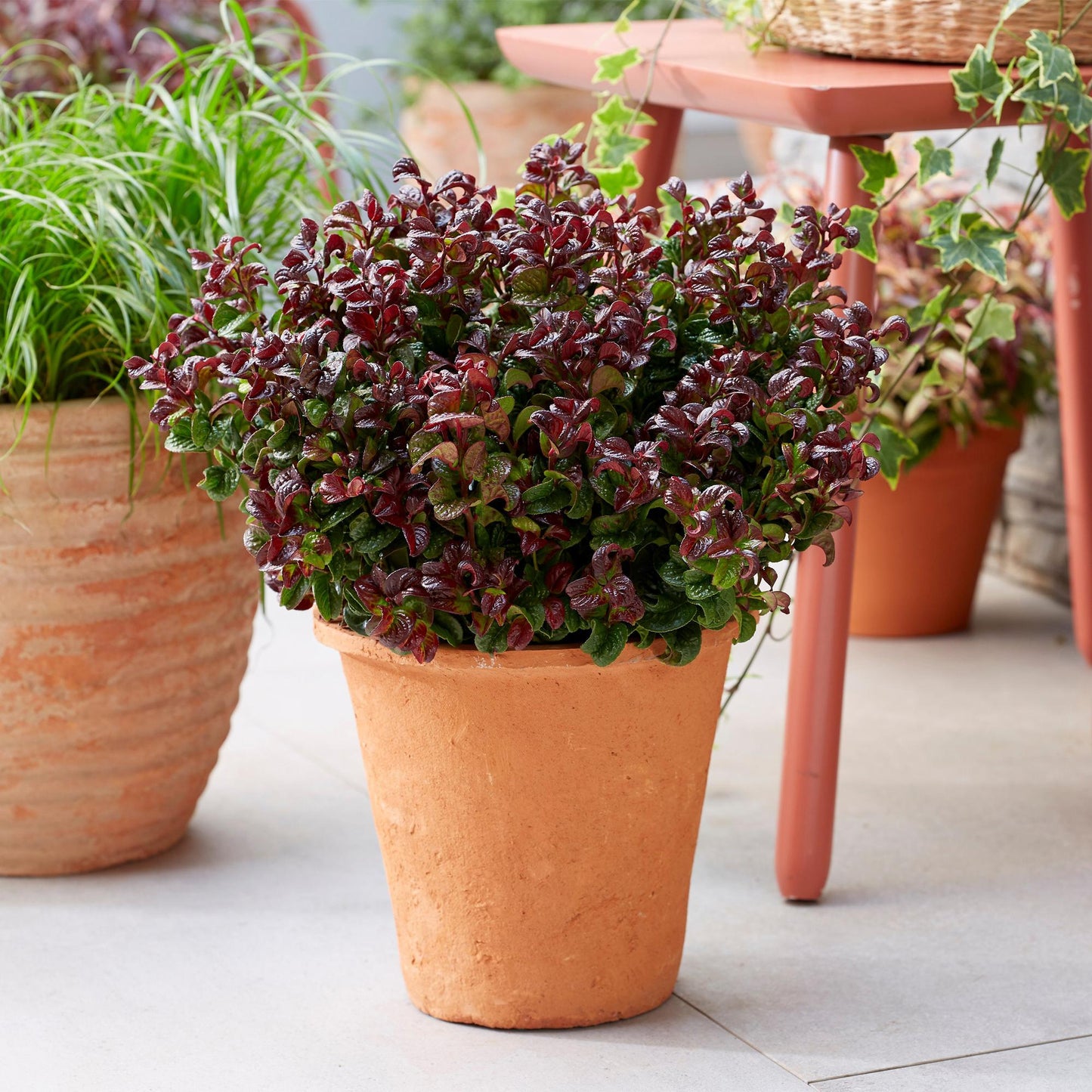 GreenboutiQ - Gartenpflanze - Leucothoe Curly Red - Rot - 1 Pflanze - Immergrün - Wenig Pflege - Topf 17cm Höhe 40cm 