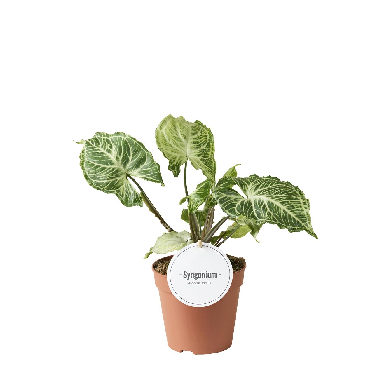 Syngonium Batik - Ø12cm - ↕20cm 