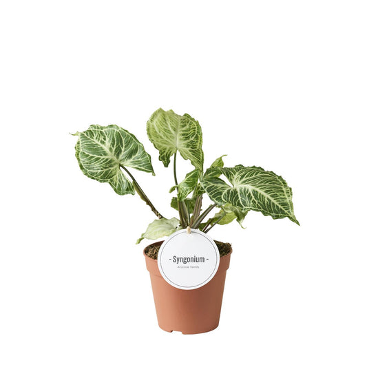 Syngonium Batik - Ø12cm - ↕20cm 