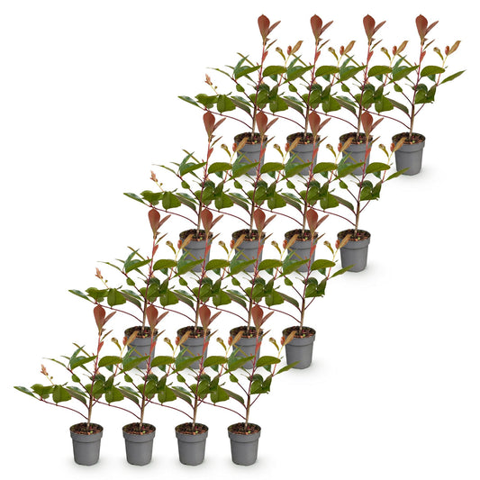 Glanzmispel 'Red Robin' – Photinia fraseri 'Red Robin' – 16 Heckenpflanzen – Topf Ø9cm – Höhe 25-35cm – Winterhart & immergrün