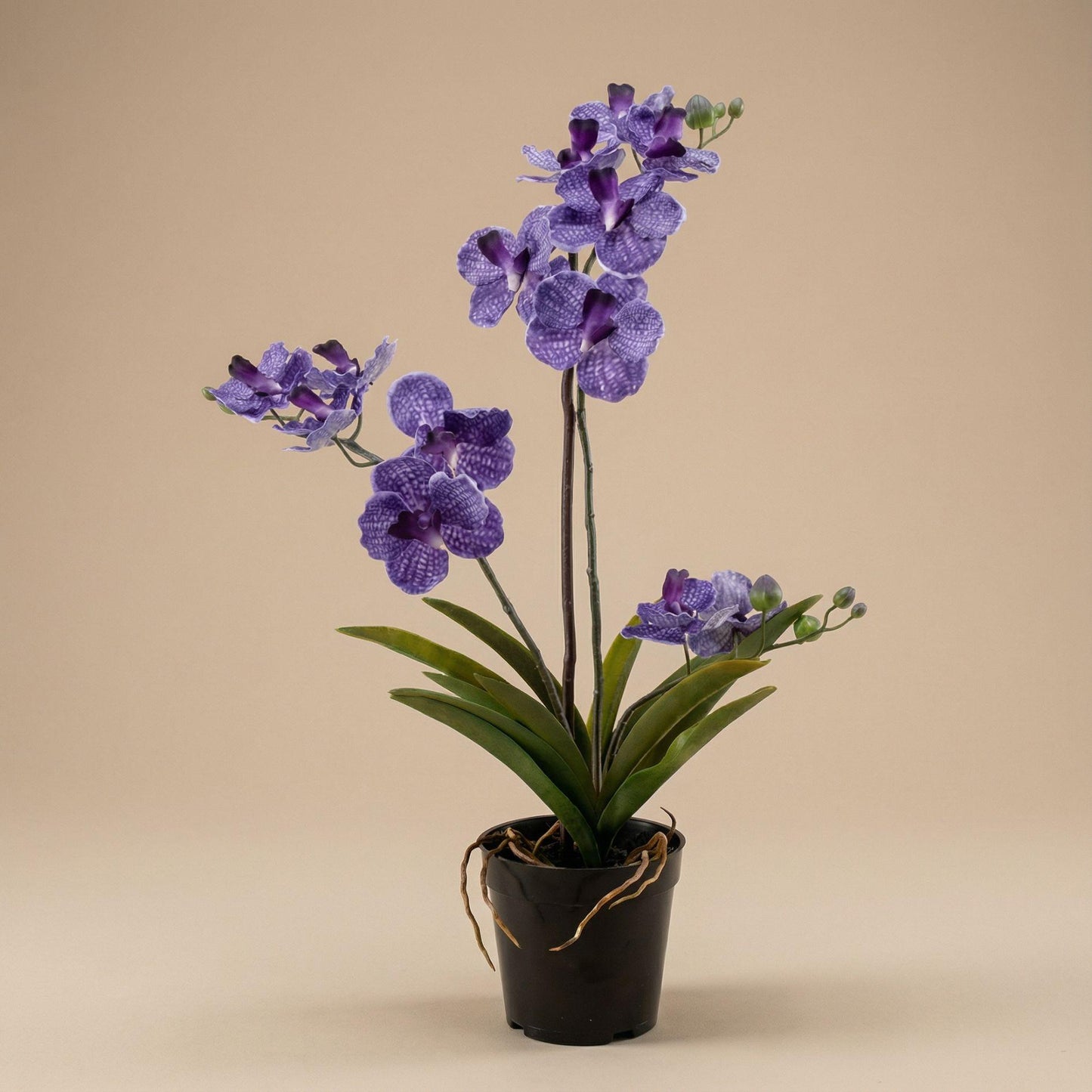 Orchidee Vanda Kunstpflanze – ca.60cm – Violett – Künstliche Orchidee im Topf – Pflegefreie Dekopflanze für Wohnzimmer Büro & Empfang