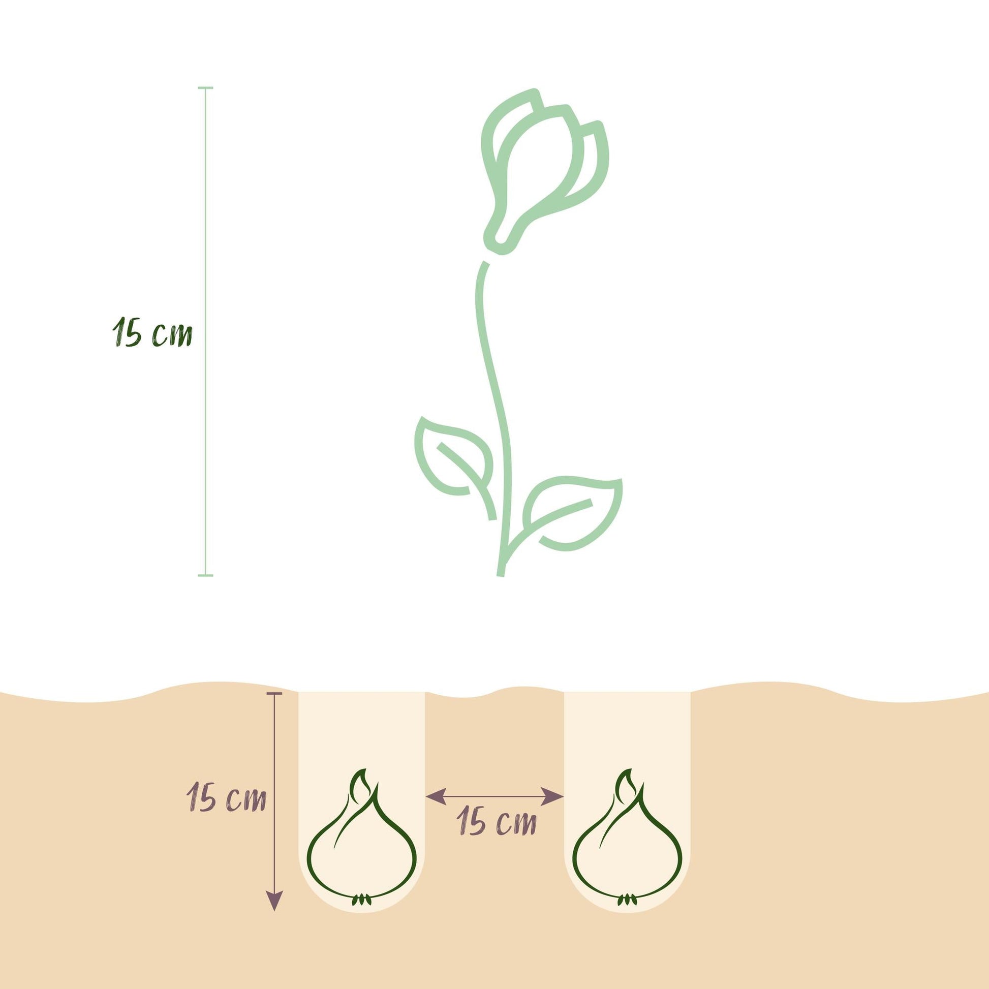 GreenboutiQ - Blumenzwiebeln - Crocus Blue - Farbe Blau - 30 Stück - Zwiebelgröße 7/8 - XXL Pack 