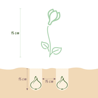 GreenboutiQ - Blumenzwiebeln - Crocus Blue - Farbe Blau - 30 Stück - Zwiebelgröße 7/8 - XXL Pack 