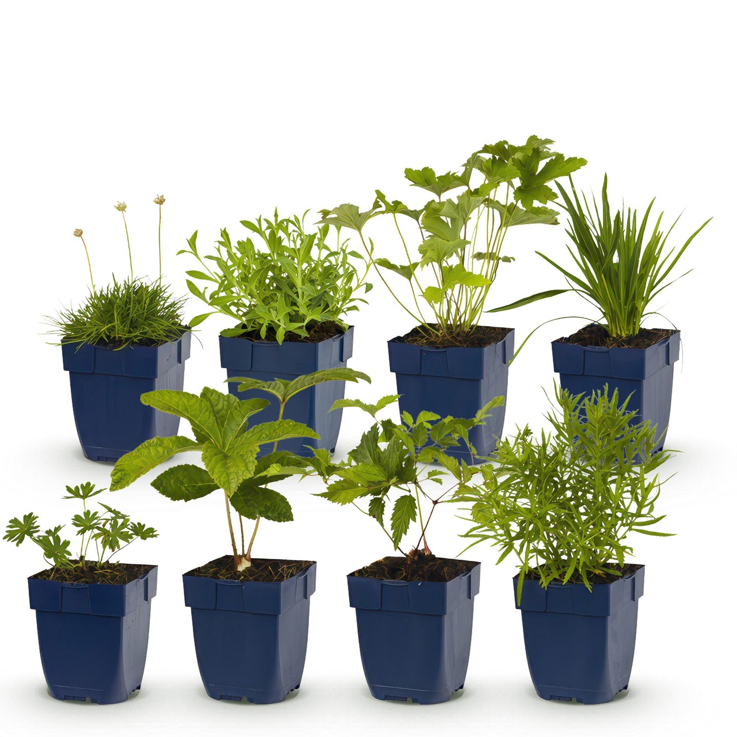 Staudenset – Weiß – 8 weiße Blühstauden – Für 1 m² Beet – Pflegeleicht – Eleganter Blütenteppich – Für sonnige Standorte – Ø11 cm 