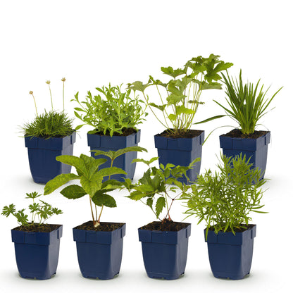 Staudenset – Weiß – 8 weiße Blühstauden – Für 1 m² Beet – Pflegeleicht – Eleganter Blütenteppich – Für sonnige Standorte – Ø11 cm 