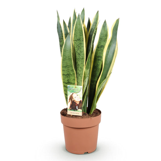 Green boutiQ - Zimmerpflanzen - Sansevieria Laurentii - Schwiegermutterzunge - Wenig Pflege - Grün - Gelb - 1 Pflanze - Topf 21cm - Höhe 70-80cm 