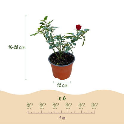 Green boutiQ - Garten Rose - Rosa Rote The Fairy - Rose - Winterhart - Rot - 3 Pflanzen - Topf 12cm - Höhe 20-25cm 