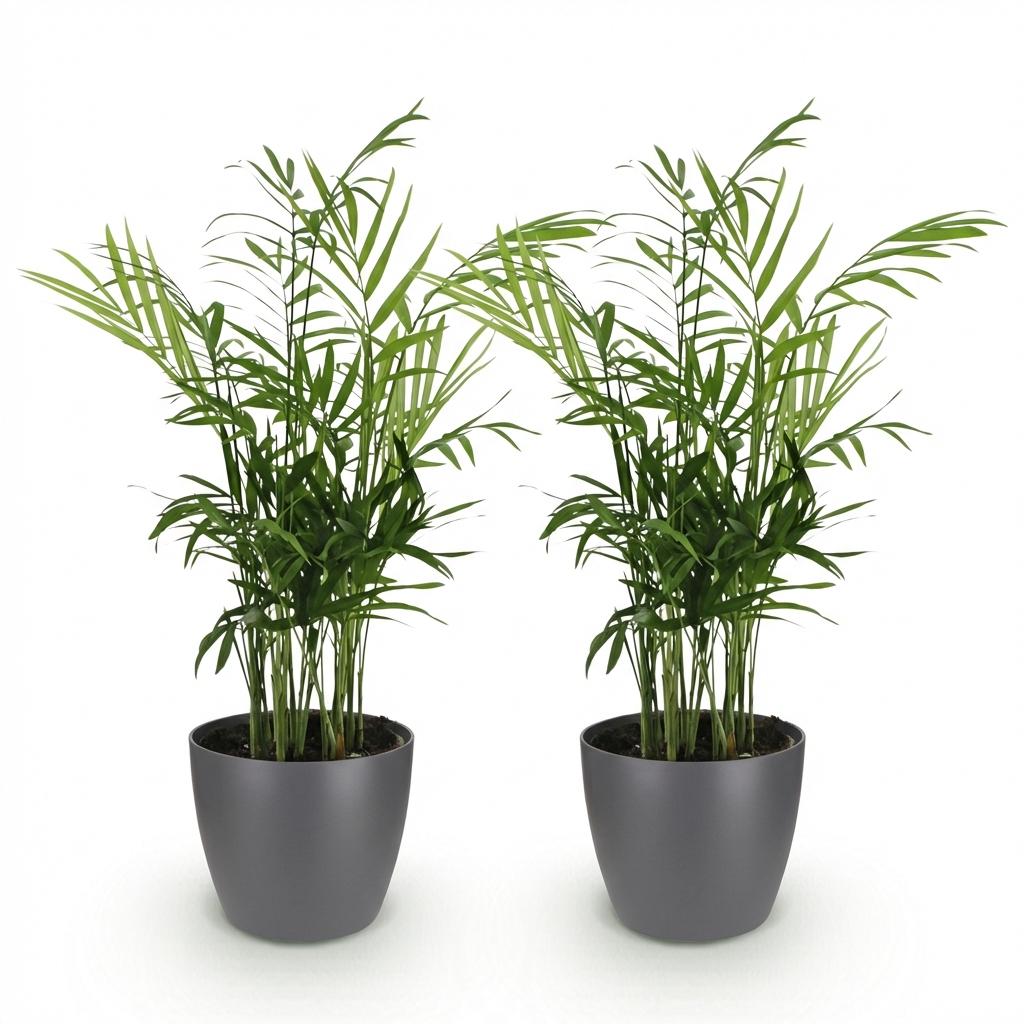 Green boutiQ - Zimmerpflanze - Chamaedorea elegans - Goldpalme - Haustierfreundliche Pflanze - Grün - 2 Pflanzen - mit Potter Grau - Topf 12cm - Höhe 15cm 