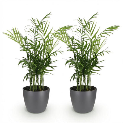 Green boutiQ - Zimmerpflanze - Chamaedorea elegans - Goldpalme - Haustierfreundliche Pflanze - Grün - 2 Pflanzen - mit Potter Grau - Topf 12cm - Höhe 15cm 
