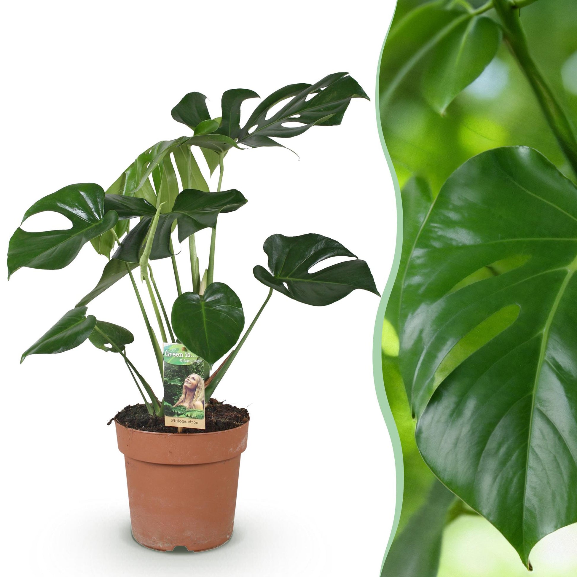 Green boutiQ - Zimmerpflanzen - Monstera Deliciosa - Fensterblatt - Wenig Pflege - Grün - 1 Pflanze - Topf 21cm - Höhe 70-80cm 
