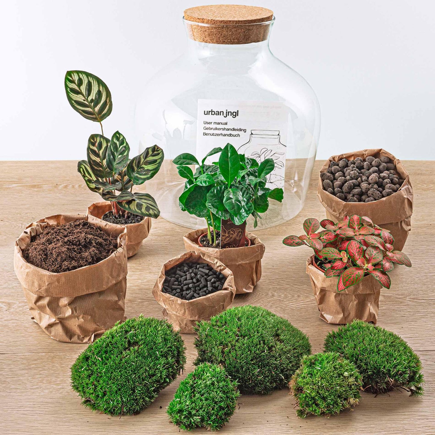 Flaschengarten - DIY Bausatz - Terrarium - Fat Joe Coffea - ↕30cm