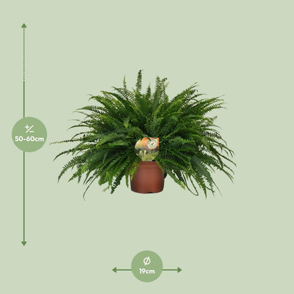 Nephrolepis 'Green Lady' – Bostonfarn Zimmerpflanze – Ø19cm – ca. 60cm hoch – Luftreinigend & pflegeleicht – Für halbschattige Innenräume & feuchte Standorte 