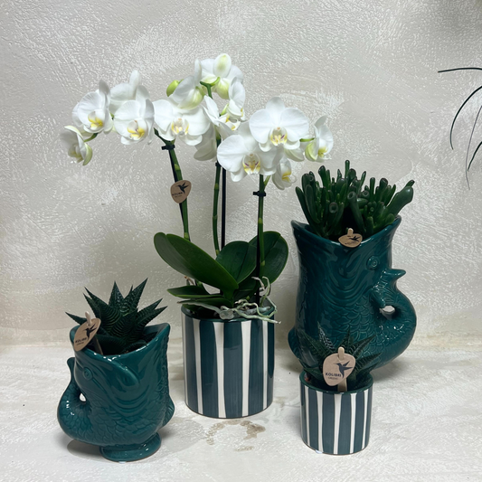 Set mit weißer Orchidee Amabilis & Sukkulenten – Blühende Zimmerpflanzen in keramischen Ziertöpfen Ø9 cm & Ø6 cm – Frisch vom Züchter 