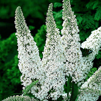 Green boutiQ - Garden Plant - Buddleja davidii White Profusion - Butterfly Bush - Hardy - White - 3 Plants - Pot 17cm - Height 45cm 