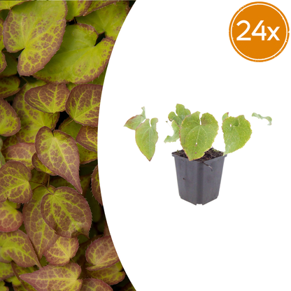 Elfenblume Epimedium perralchicum Frohnleiten – 24 Pflanzen – Wintergrüne Staude für Schatten & Halbschatten – Bodendecker für Garten & Beet – 10-25cm – Ø9cm – Pflegeleicht