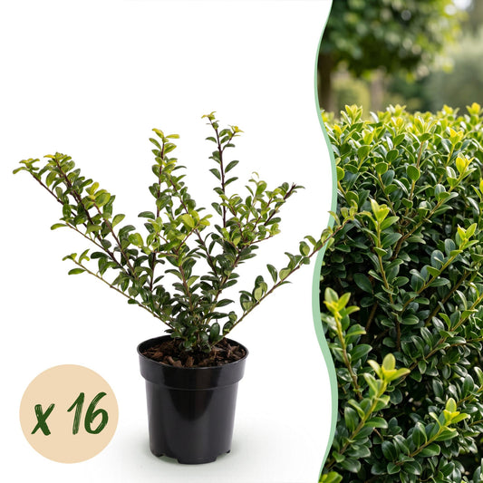 Japanische Stechpalme 'Golden Gem' – Ilex crenata 'Golden Gem' – 16 Heckenpflanzen – Topf Ø9cm – Höhe 20-30cm – Winterhart & immergrün