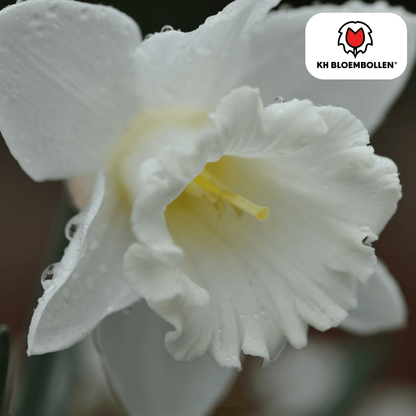 Snow Baby Narzisse – 20 Blumenzwiebeln – Mini-Narzisse Weiß – Frühjahrsblüher für Beete, Töpfe & Steingärten 