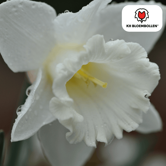 Snow Baby Narzisse – 20 Blumenzwiebeln – Mini-Narzisse Weiß – Frühjahrsblüher für Beete, Töpfe & Steingärten 