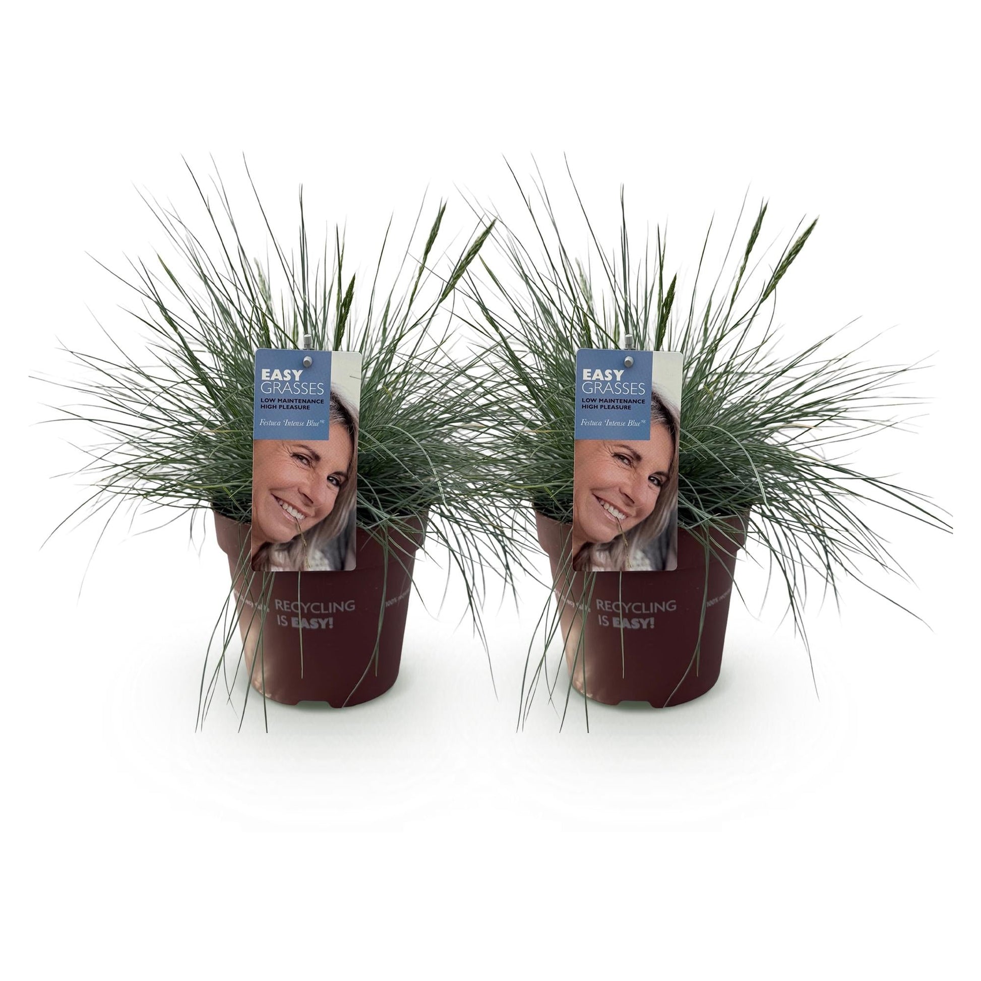 Blauschwingel Festuca glauca Intense Blue – 2 Pflanzen Ø17cm – Immergrün – Pflegeleicht – Blaugrüne Ziergras-Höhe ca. 50cm 