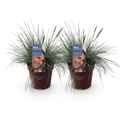 Blauschwingel Festuca glauca Intense Blue – 2 Pflanzen Ø17cm – Immergrün – Pflegeleicht – Blaugrüne Ziergras-Höhe ca. 50cm 